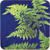 Lady Fern